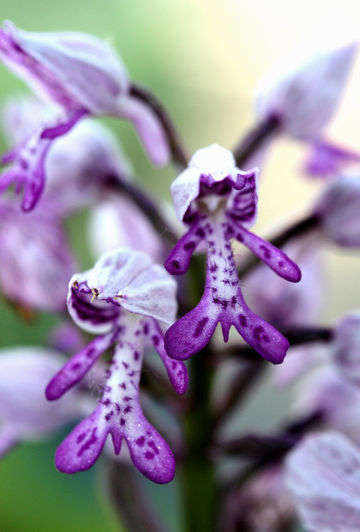 297296_exposition-orchidees