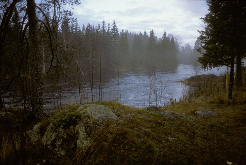 sweden-river-fog-in-trees (1)