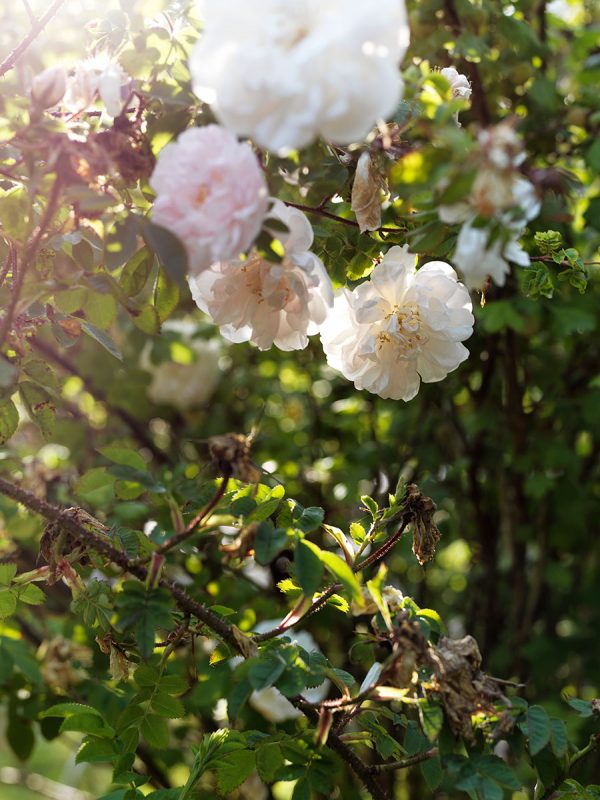 Rosengarden_flowers_blommor_Foto_Petra_Bindel